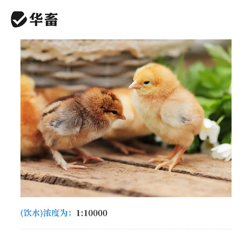 华畜 高锰酸钾500g 杀菌消毒 针对病毒真菌细菌 畜禽 水产通用 商品图2