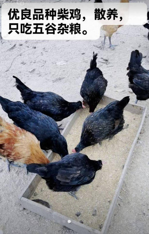 活鸡现杀   零件齐全，心，肝，腰子。杀好每只净重2斤多，溜达鸡  纯粮食喂养   肉质紧实不发柴 商品图1