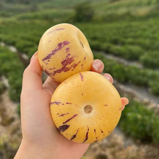 周四取货：【人参果】一份2斤左右，生吃清脆，熟吃香甜！清甜多汁！ 商品图1