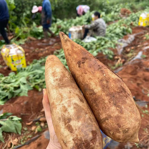 【云南雪莲果】地下生长的水果 清甜脆爽 当季新鲜水果 现挖现发 2种规格任选 商品图6