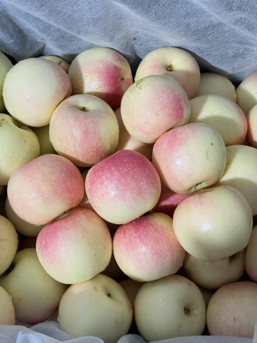 【十堰主城区包邮】新鲜水果 松脆多汁陕西新苹果 3斤装 商品图2