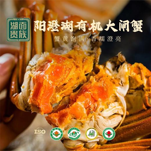 湖面贵族  大闸蟹598型  公蟹3.0两*3只+母蟹2.5两*3只 商品图3