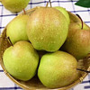 【果园直发】玉露香梨 精选大果 脆甜多汁 商品缩略图6