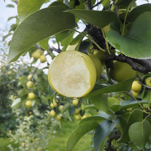【丽江太阳雪梨】果肉细腻 水分充足 汁多香甜 脆甜可口 肉厚核小 2种规格任选 商品图0
