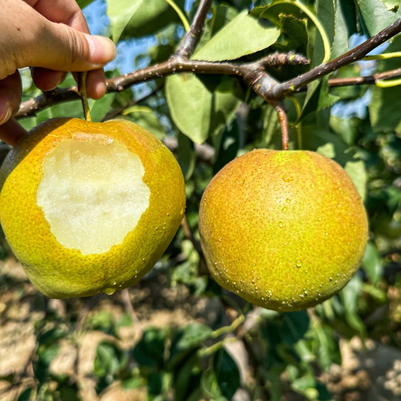 【果园直发】玉露香梨 精选大果 脆甜多汁