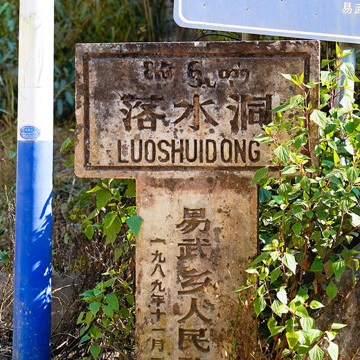 【那么甜】2024年易武落水洞，云南白茶，牡丹级，袋泡茶，一袋一泡简单高效方便，周年庆福利价回馈。60克/罐，约25袋左右/罐 商品图1