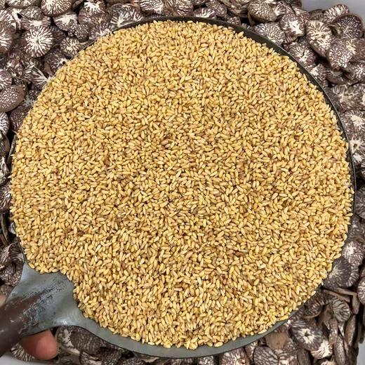 柏子仁 常用规格 净柏子仁 商品图0