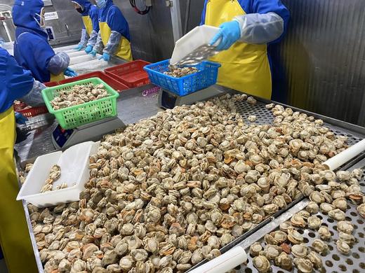 《精选长岛红贝肉》低脂高蛋白 肥厚鲜美 健康美味，只需要清水简单清洗即可烹饪，干净又美味2.5斤/袋(110-170粒) 商品图12