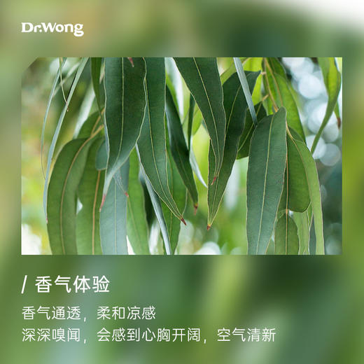 尤加利 植物香薰精油 商品图1