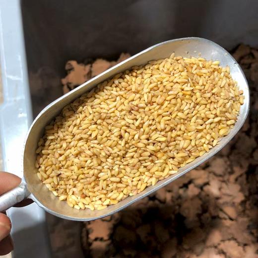 柏子仁 常用规格 净柏子仁 商品图3