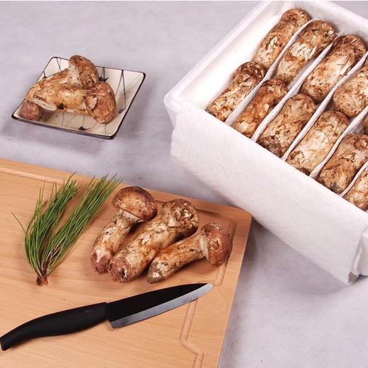 川藏区小金产出口级野生鲜松茸7-10cm 商品图1