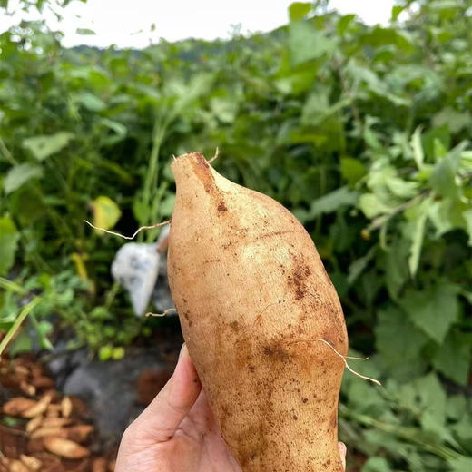 【云南雪莲果】地下生长的水果 清甜脆爽 当季新鲜水果 现挖现发 2种规格任选 商品图2