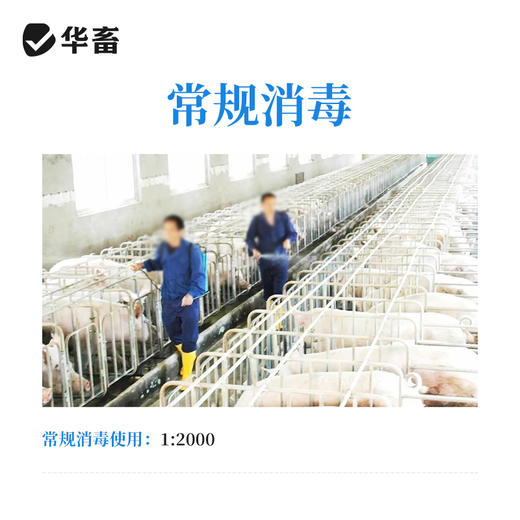 华畜 高锰酸钾500g 杀菌消毒 针对病毒真菌细菌 畜禽 水产通用 商品图4