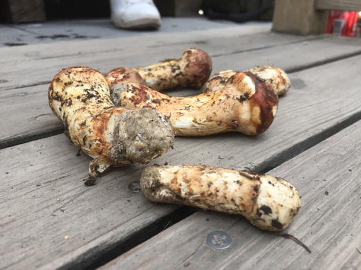 川藏区小金产出口级野生鲜松茸7-10cm 商品图3