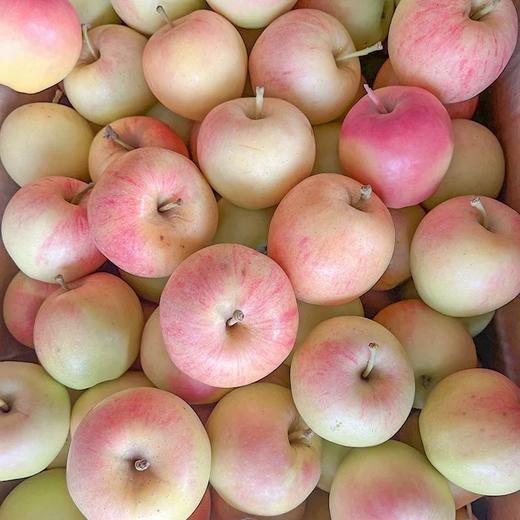 【十堰主城区包邮】新鲜水果 松脆多汁陕西新苹果 3斤装 商品图1