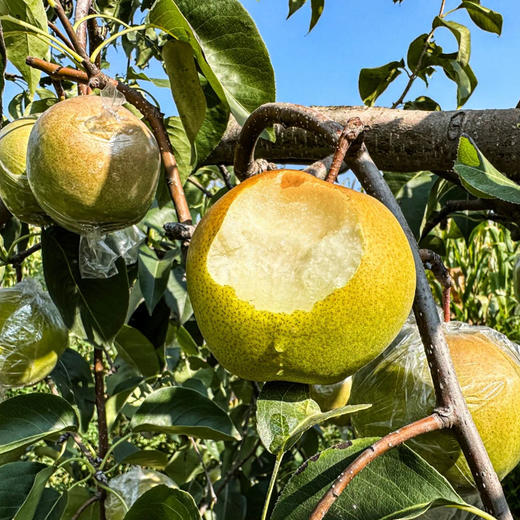 【果园直发】玉露香梨 精选大果 脆甜多汁 商品图3