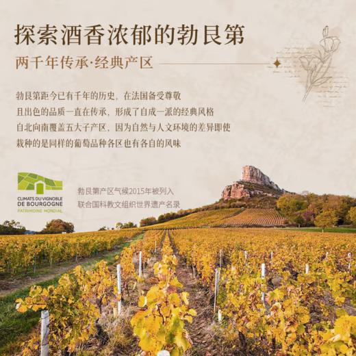 【延续百年的酿造世家】法国伊泊斯勃艮第干红葡萄酒  13%vol 商品图4