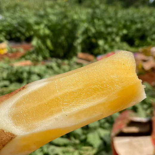 【云南雪莲果】地下生长的水果 清甜脆爽 当季新鲜水果 现挖现发 2种规格任选 商品图8