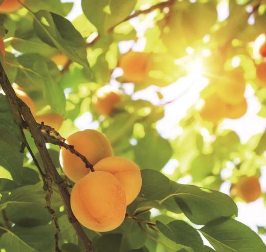 现炒熟制甜杏仁,原味炒制,每周现炒两次【3 】天左右发货不接急件，京东快递 商品图3