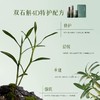石斛修护舒润喷雾  80ml 草本护肤 商品缩略图2
