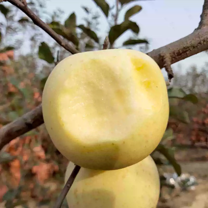 山东奶油富士苹果 | 甜如蜜糖，自带奶油香