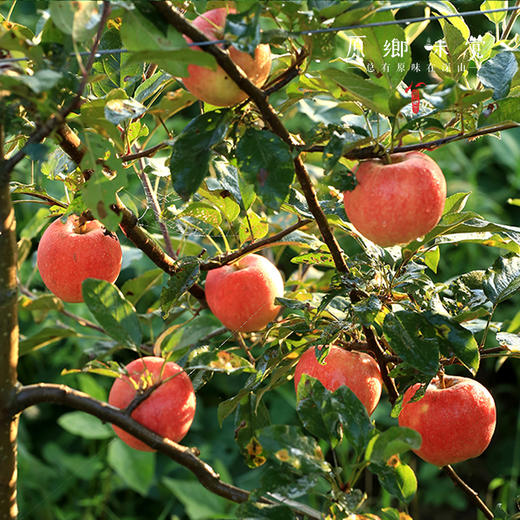 有机苹果蓝莓复合纯果汁（基地直发-京东包邮）|6*250ml/箱，来自江苏镇江，生产者：周永平【合作生产，公平贸易】 商品图4