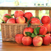 有机阿珍红富士苹果/瑞雪苹果（基地直发-顺丰包邮）| 多种规格， 来自陕西千阳，生产者：张家祯【合作生产，公平贸易】 商品缩略图12