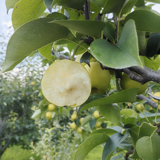 【丽江太阳雪梨】果肉细腻 水分充足 汁多香甜 脆甜可口 肉厚核小 2种规格任选 商品图5
