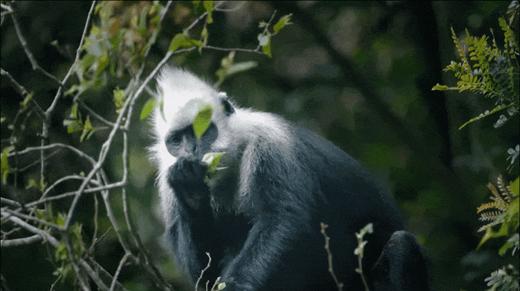 限时早鸟优惠减1000！【寒假·秘境崇左A线·5天4晚】秘境寻踪·解锁达尔文密码！横跨中越边境线，追寻中华白海豚，探秘比恐龙还古老的海洋活化石，野外科研濒危石山精灵… 商品图4