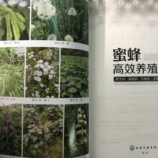 蜜蜂高效养殖技术 商品图5