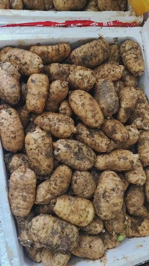 【产地直发/干/鲜天麻】正宗云南昭通小草坝干天麻/新鲜天麻，生长在高海拔无污染的地方，真正的养生健康食材！ 商品图8