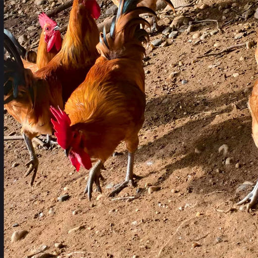 丹江口凉水河苏禽土公鸡（半年）杀完净重2.5~2.8斤左右 周六发货 商品图4