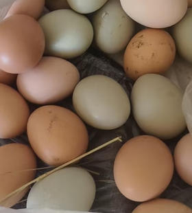 2025凉水河初生蛋