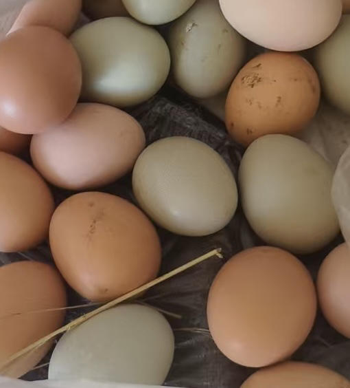 2025凉水河初生蛋 商品图0