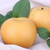 【超脆巨甜❗️正宗莱阳秋月梨】现摘现发，梨中的“爱马仕”，咬上一口，水嫩清脆，有冰糖的味道！礼盒装新鲜时令水果山东冰糖梨子整箱包邮中秋节日送礼物 商品缩略图4