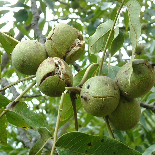 【超新鲜❗️现摘带青皮湿核桃】鲜嫩脆香，个大饱满，营养健康！四川凉山嫩核桃去青皮薄壳核桃老树核桃 商品图3