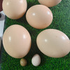 【全国包邮，部分地区除外】产地直发 郧阳区白浪镇原生态健康绿色养殖鸵鸟蛋1枚（2.6~3.5斤左右） 商品缩略图2