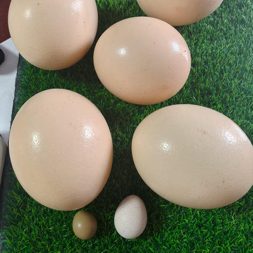 【全国包邮，部分地区除外】产地直发 郧阳区白浪镇原生态健康绿色养殖鸵鸟蛋1枚（2.6~3.5斤左右） 商品图2