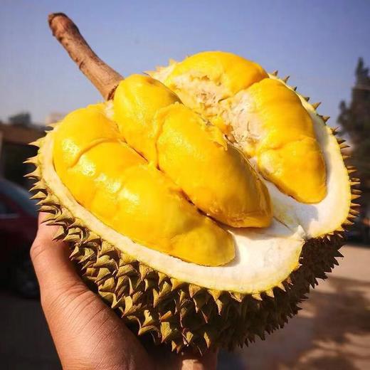 【超满足❗️A级新鲜金枕榴莲】软绵香浓，如牛奶般嫩滑！果肉营养丰富，水果托曼尼甲仑干尧猫山当季巴掌榴莲整箱10中秋节送礼物 商品图1