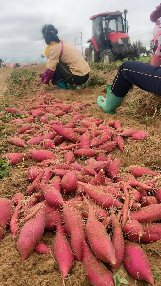 【当季新品】海南小香薯「临安天目山小香薯苗·海南沙地种植」小香薯5斤装 商品图3