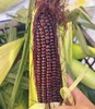 【9.9元任选4根，8根十堰主城区包邮】新鲜玉米 自然生长 软糯香甜 黄家村黑玉米 单根 商品缩略图2