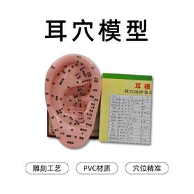丰帆丨耳穴模型 辅助教具 规范清晰 附带穴位对照表