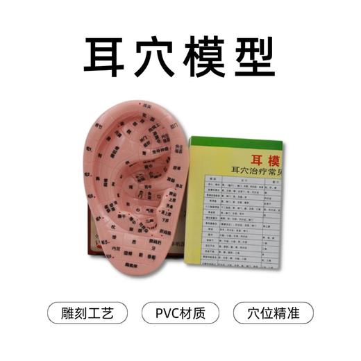 丰帆丨耳穴模型 辅助教具 规范清晰 附带穴位对照表 商品图0