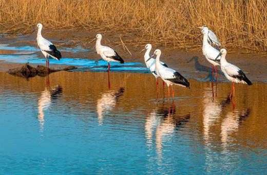 东营鸟浪、黄河口潮汐树&湿地生态5天摄影团 商品图8