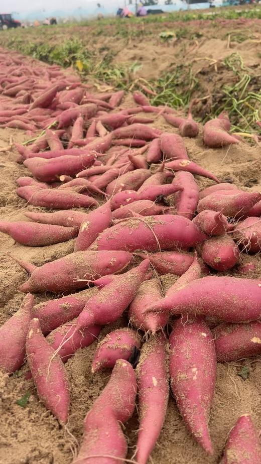 【当季新品】海南小香薯「临安天目山小香薯苗·海南沙地种植」小香薯5斤装 商品图6
