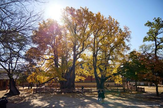 金秋韩国【免签】红叶8 天摄影团·首尔、春川、洪川、江原道、雪岳山、京畿道、全罗南道、庆尚南道 商品图6