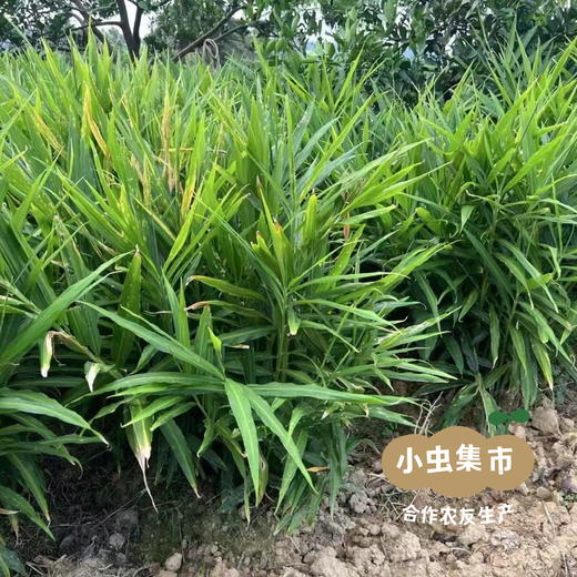 湖南生态小黄姜（目前偏老） 2斤/3斤 | 合作农友生产，来自湖南邵阳，生产者：廖敦祥 *【公平贸易农人定价】 商品图8