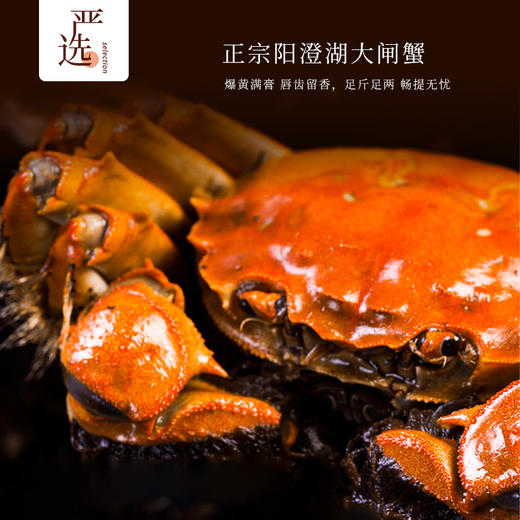 氧气专属【蟹王驾到•浙江交通专属捕捞区】阳澄湖核心产区 “品质优惠规格”三升级！三折预售（拍2发3、拍5发8） 商品图0