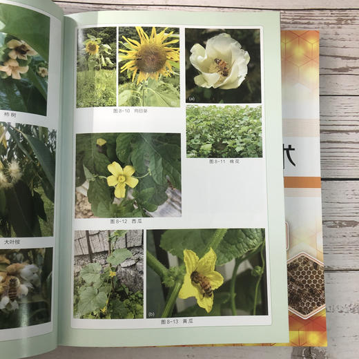 蜜蜂高效养殖技术 商品图6