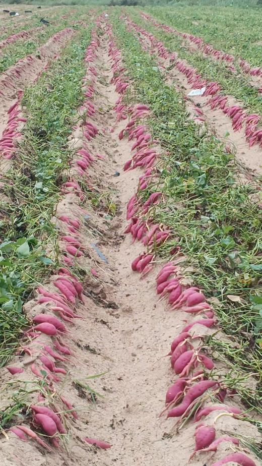 【当季新品】海南小香薯「临安天目山小香薯苗·海南沙地种植」小香薯5斤装 商品图5